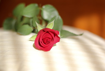 Rote Rose auf dem Bett
