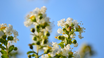 White crepe myrtle bloom closeup, letterbox