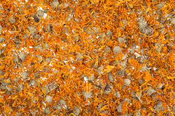 Flor de caléndula - Calendula officinalis