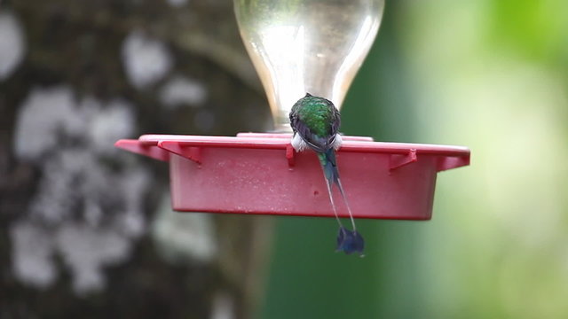 Booted racket-tail, Ocreatus underwoodii, visits a feeder in Ecuador