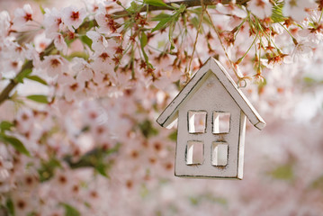Little wooden house in Spring with blossom cherry flower sakura