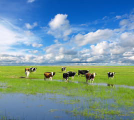 Cows grazing on pasture