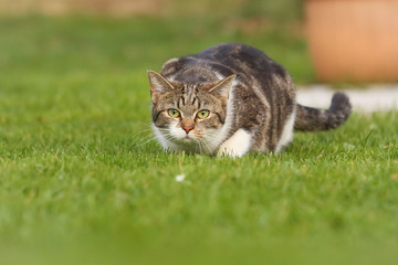 Katze im Angriff