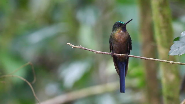Violet-tailed Sylph, Aglaiocercus coelestis, on a perch in Ecuador