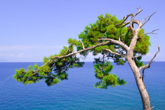 A pine and the sea