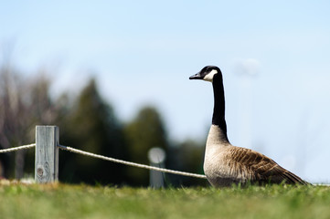  Canada Goose  on fields, Georgian Bay, Bruce peninsula, Ontario, Canada