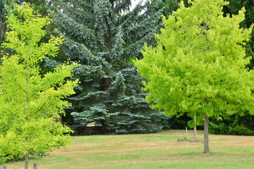 Ile de France, arboretum  of Chevreloup in Rocquencourt