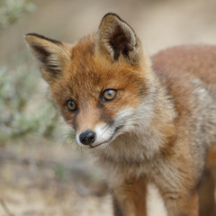 Naklejka na ściany i meble Red fox cub portrait