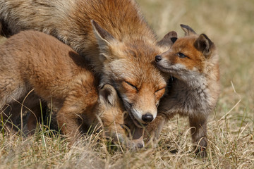 Red fox cubs cuddling 