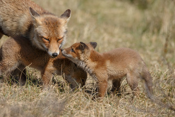 Naklejka na ściany i meble Red fox cubs and mother