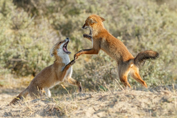 Red fox cubs fighting