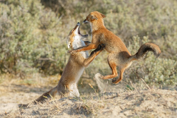 Red fox cubs fighting 