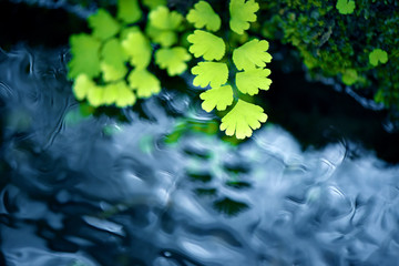 水辺のシダ © blew_f