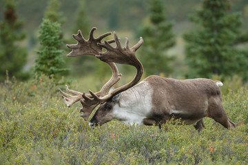 Obraz premium Caribou at Denali park Alaska