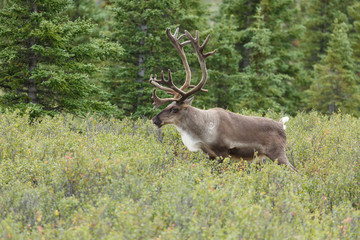 Caribou at Denali park Alaska