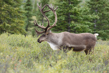 Obraz premium Caribou at Denali park Alaska