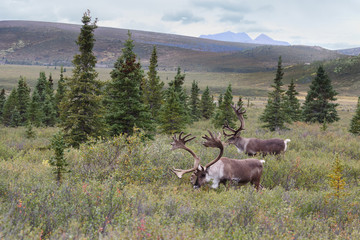 Obraz premium Caribou at Denali park Alaska