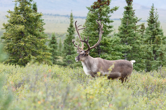 Fototapeta Caribou at Denali park Alaska