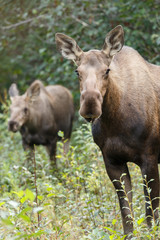 Moose or Bull moose at Denali park Alaska