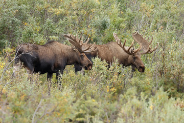 Moose or Bull moose at Denali park Alaska