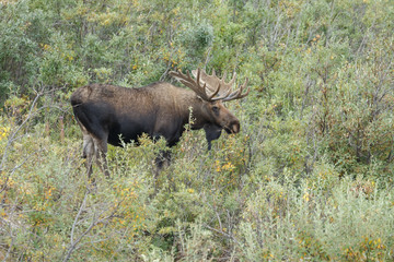 Naklejka na ściany i meble Moose or Bull moose at Denali park Alaska
