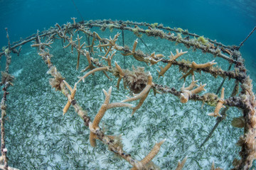 Growing Corals for Planting on Caribbean Reef
