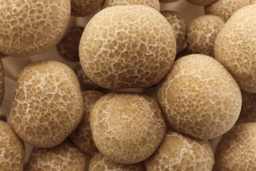 Bunashimeji, Japanese mushroom