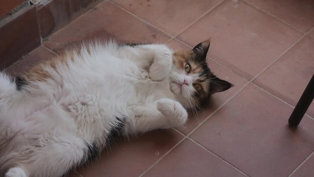 gato panza arriba mirando a c&aacute;mara