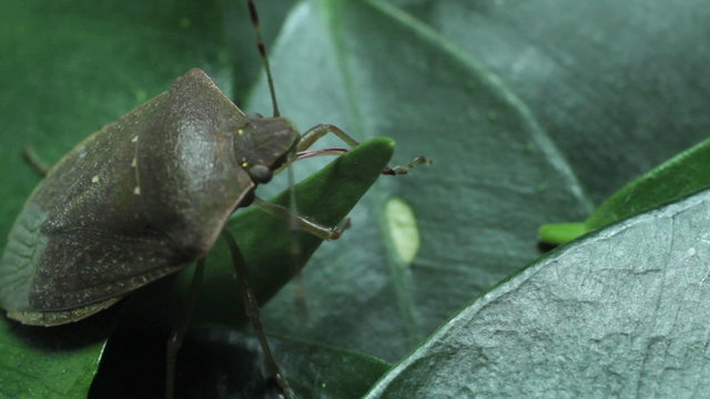 Green crum on leaves