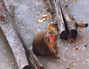 monkey sits zoo