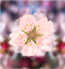 Cherry Blossom, Blurry Background