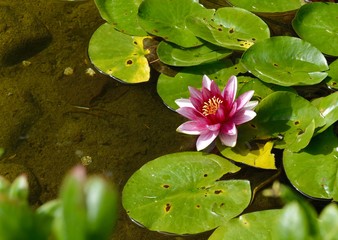 Water lily blooming pink and red in pond