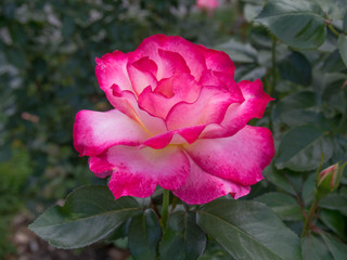 Two-Tone Red Rose