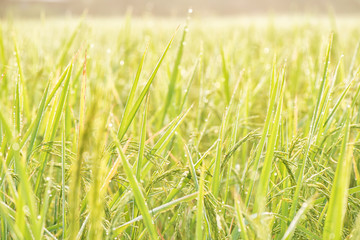 Paddy jasmine rice farm in Thailand