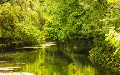 Foto op Plexiglas Summer park with river trees on the shore © Voyagerix