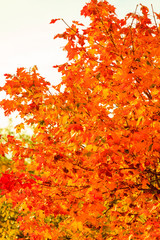 autumn leaves fall trees nature background