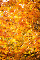 autumn leaves fall trees nature background