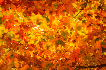 autumn leaves fall trees nature background