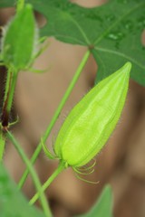okra on tree