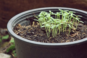 Closeup of small hot pepper saplings in pots.
