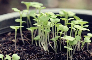 Closeup of saplings in pots.