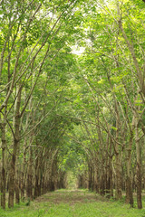 Stock Photo:.Rubber tree background,