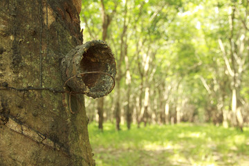 Stock Photo:.Cup and slit Rubber Tree. At stem are trail of rubb