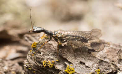 Snakefly on wood