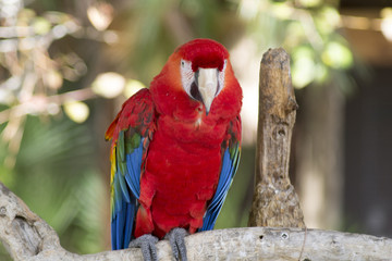 Scarlet Macaw © jaleainc