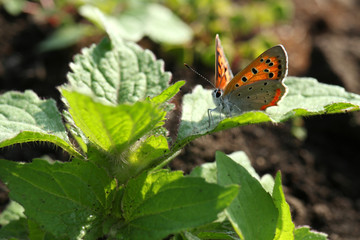 little butterfly on the fresh leaf