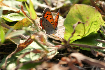 little butterfly on the fresh leaf #2