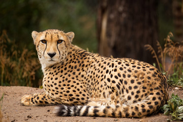 Naklejka na ściany i meble Cheeta resting in a shade
