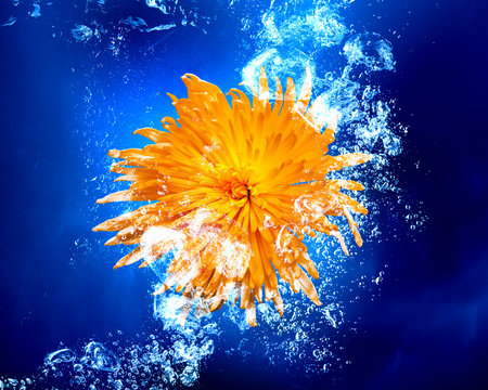 Fototapeta Yellow flower in water