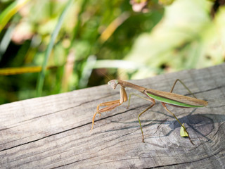 カマキリ